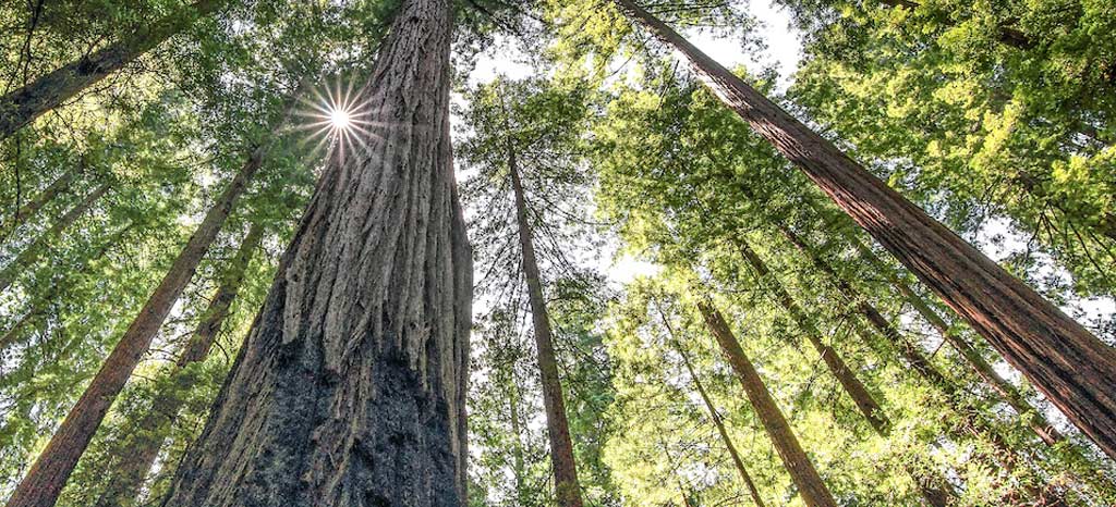 تناسخ از دید تجربه های نزدیک به مرگ